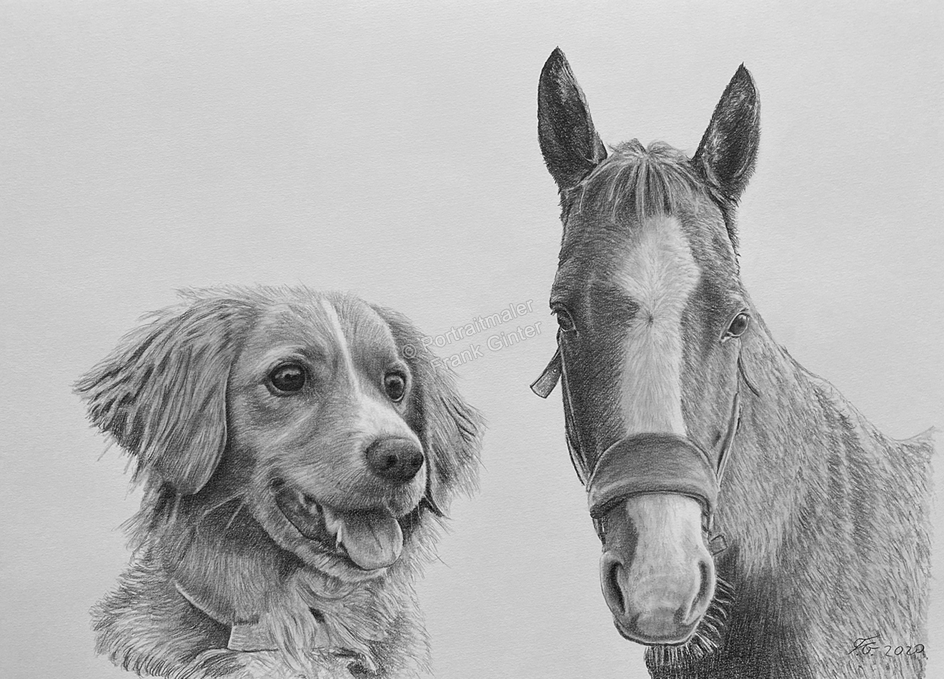 Bleistiftzeichnungen-Portraitzeichnung-Pferde-Hunde