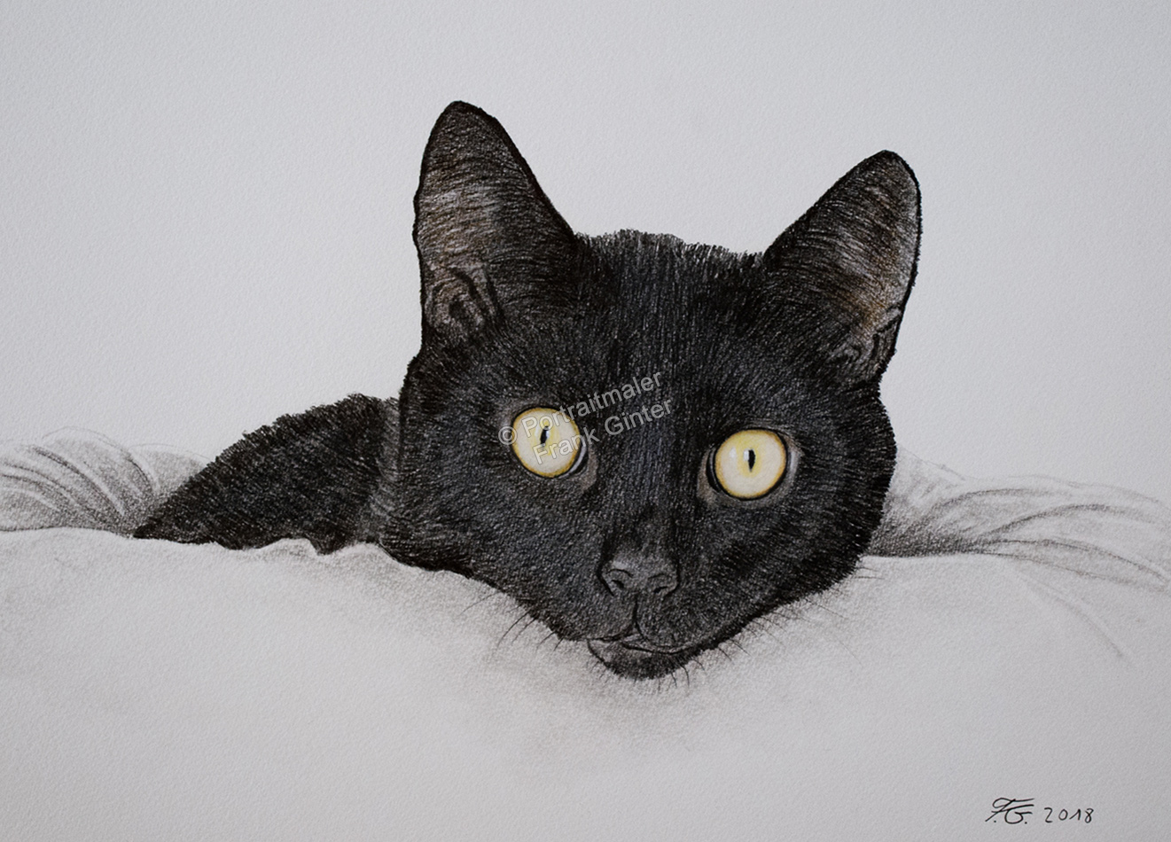 Farbstiftzeichnungen-Portraitzeichnung-Katze
