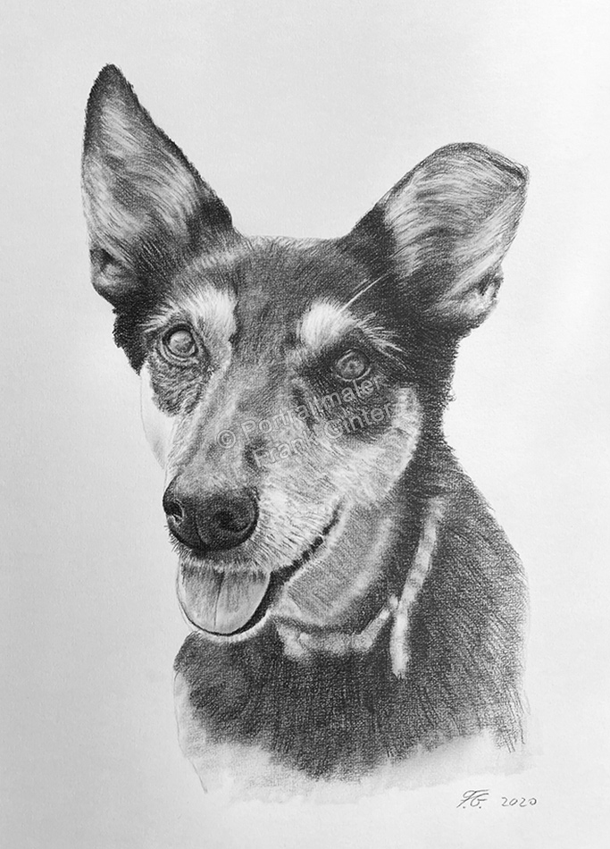 Portraitzeichnung-Hund-Bleistiftzeichnung